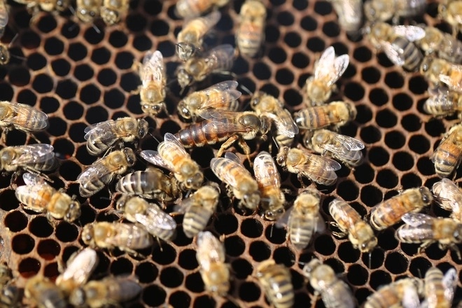 Mộc châu nơi những chú ong về lấy mật - 5
