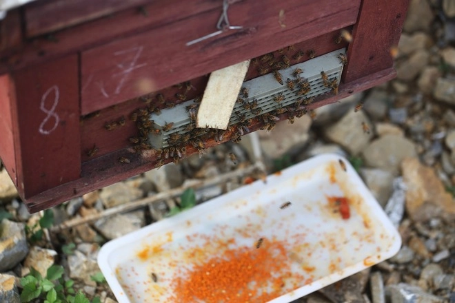 Mộc châu nơi những chú ong về lấy mật - 7