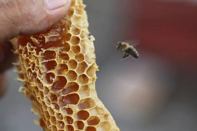 Mộc châu nơi những chú ong về lấy mật - 10