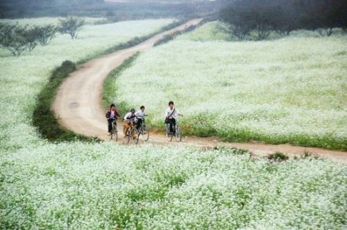 Mùa cải trắng ở mộc châu - 1