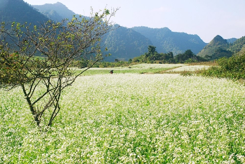 Mùa cải trắng ở mộc châu - 2