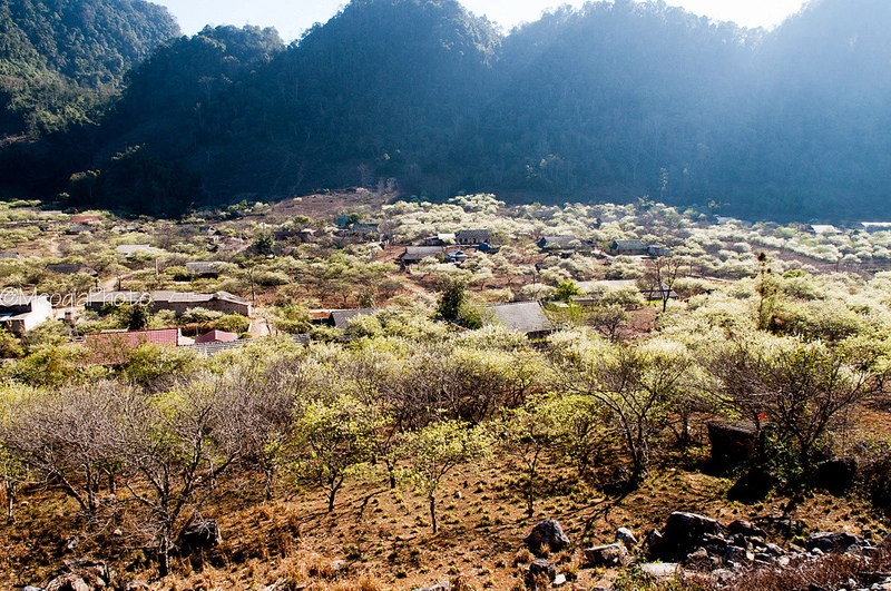 Mùa xuân trên mộc châu - 1