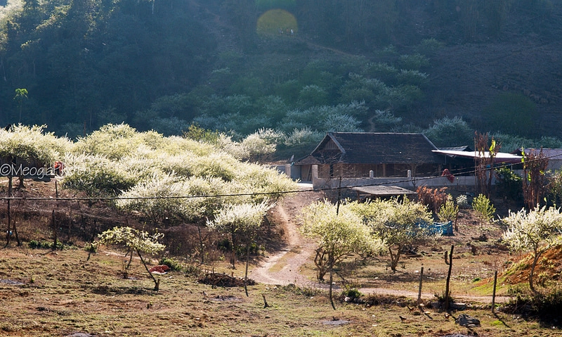 Mùa xuân trên mộc châu - 6