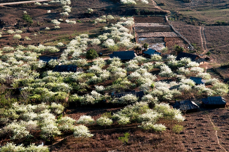 Mùa xuân trên mộc châu - 7