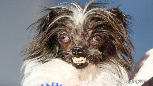 Ngắm chú chó xấu nhất thế giới năm 2014 - 2