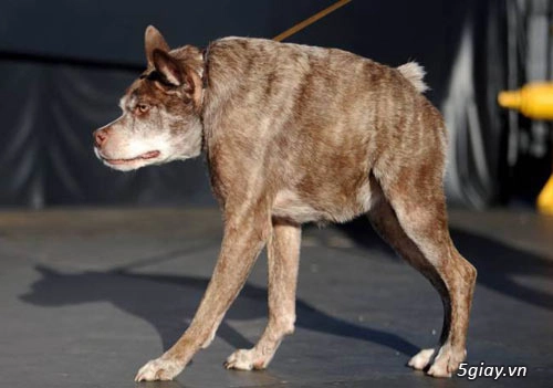 Ngắm chú chó xấu nhất thế giới năm 2014 - 4