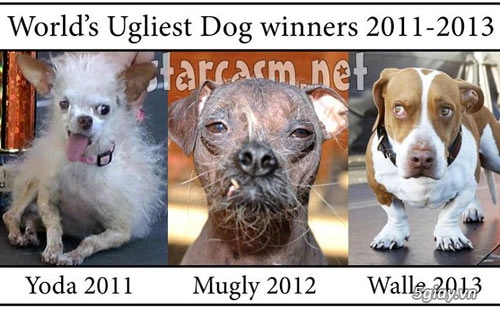 Ngắm chú chó xấu nhất thế giới năm 2014 - 7