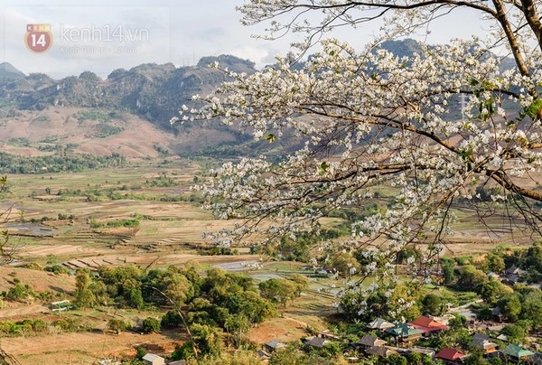 Ngắm mùa hoa gạo hoa lê dã quỳ đang về trên núi rừng tây bắc - 6