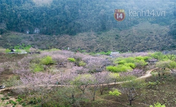 Ngắm mùa hoa gạo hoa lê dã quỳ đang về trên núi rừng tây bắc - 14