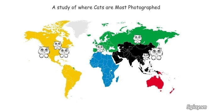 Nghiên cứu mới 910 các chú mèo bệnh khi bị chụp ảnh - 4