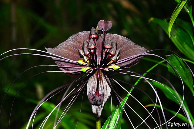 Những bông hoa hình thù kỳ quái nhưng hấp dẫn nhất thế giới - 10