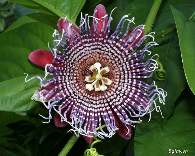 Những bông hoa hình thù kỳ quái nhưng hấp dẫn nhất thế giới - 13