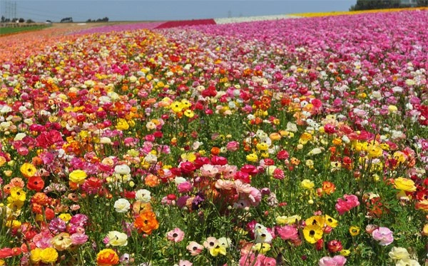 Những cánh đồng hoa đẹp nức lòng dân phượt - 4