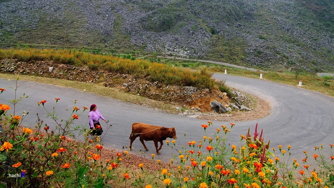 Những sắc hoa rực rỡ trên cao nguyên đá hà giang - 1