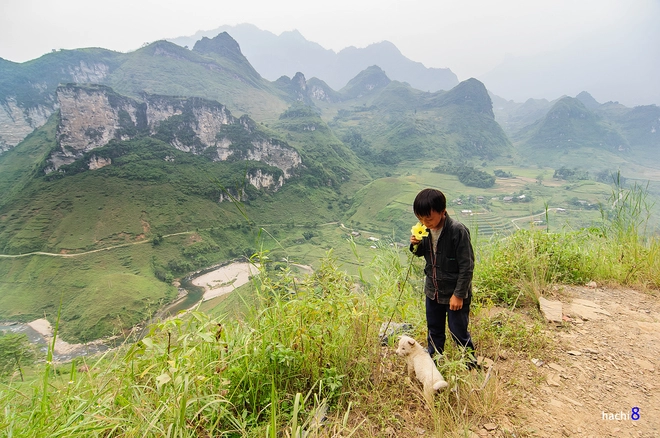 Những sắc hoa rực rỡ trên cao nguyên đá hà giang - 4