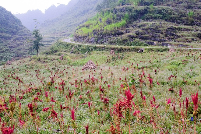 Những sắc hoa rực rỡ trên cao nguyên đá hà giang - 5