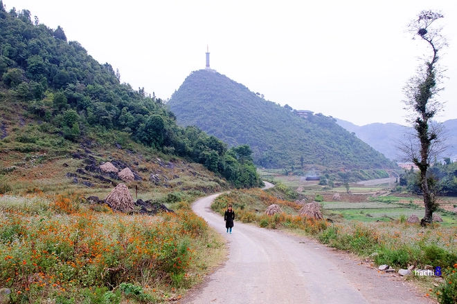 Những sắc hoa rực rỡ trên cao nguyên đá hà giang - 7