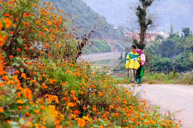 Những sắc hoa rực rỡ trên cao nguyên đá hà giang - 8