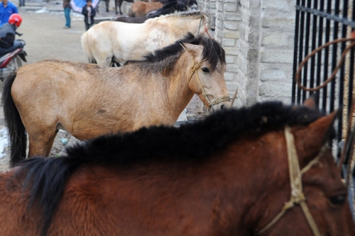 Phiên chợ ngựa nổi tiếng nhất vùng tây bắc - 3