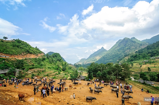 Phiên chợ trâu lớn nhất tây bắc - 1