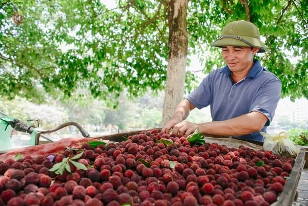 Quả thanh mai - thức quả đáng yêu được giới trẻ hà nội mê mẩn - 1