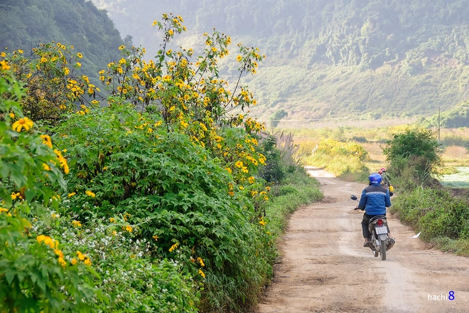 Rực rỡ dã quỳ vàng trên cao nguyên mộc châu - 3