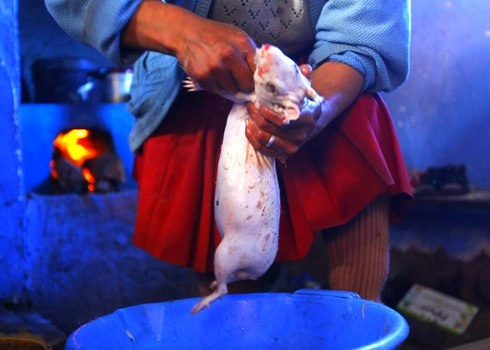 Thịt chó chuột đồng việt vào top món ăn kinh dị thế giới - 14