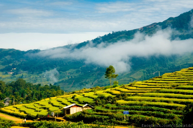 Thu vàng miên man ở y tý lào cai - 4