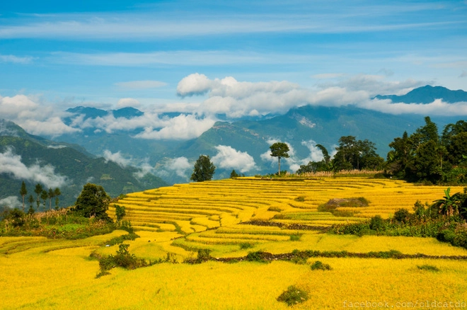 Thu vàng miên man ở y tý lào cai - 6