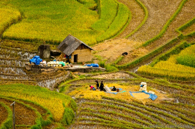 Thu vàng miên man ở y tý lào cai - 9