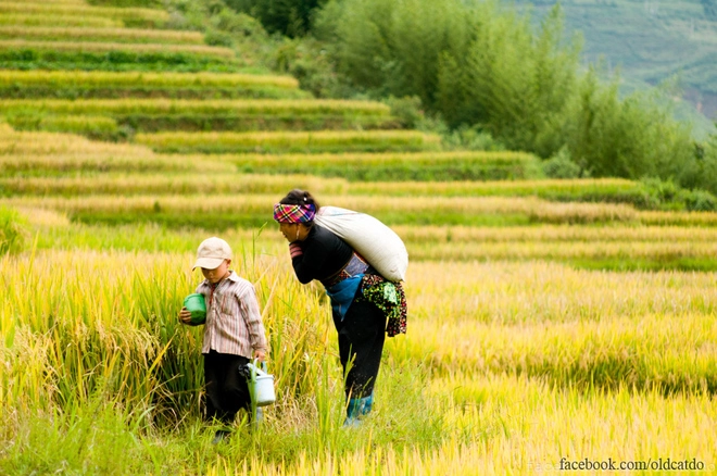 Thu vàng miên man ở y tý lào cai - 10