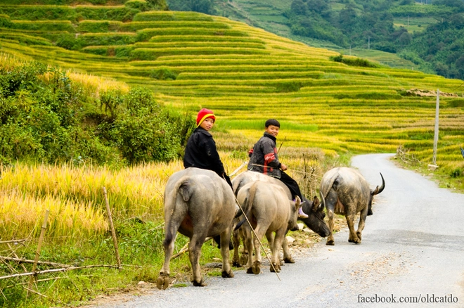 Thu vàng miên man ở y tý lào cai - 11