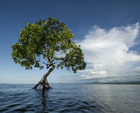 Tĩnh lặng ngôi làng bahoi đảo bunaken indonesia - 1