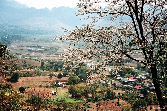 Vẻ đẹp của hoa ban và ruộng lúa tây bắc mùa xuân - 1