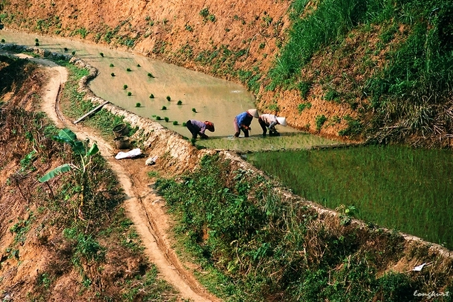 Vẻ đẹp của hoa ban và ruộng lúa tây bắc mùa xuân - 7