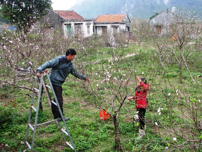 Vẻ đẹp hoa đào các vùng miền việt nam - 11