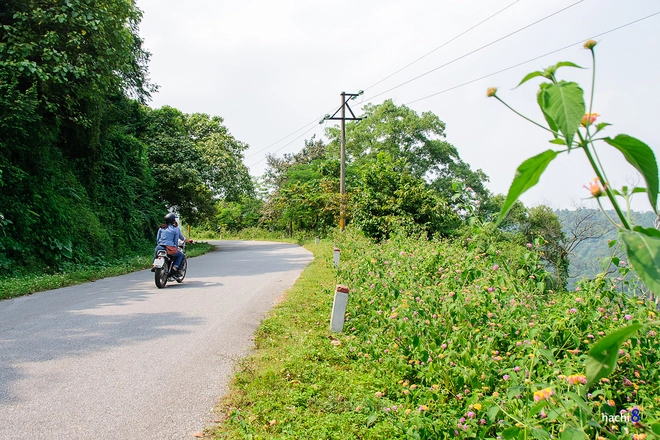 Vẻ đẹp lãng mạn những cánh hoa đầu đông ở ba vì - 2