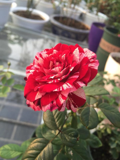 Vườn hoa hồng và phong lan đủ sắc màu - 2