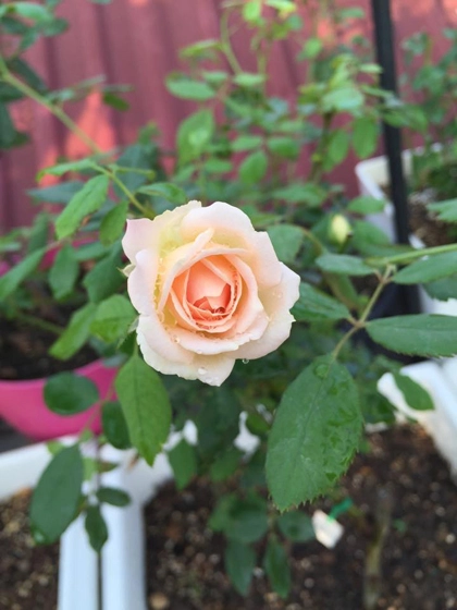 Vườn hoa hồng và phong lan đủ sắc màu - 3