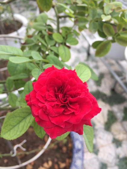 Vườn hoa hồng và phong lan đủ sắc màu - 5