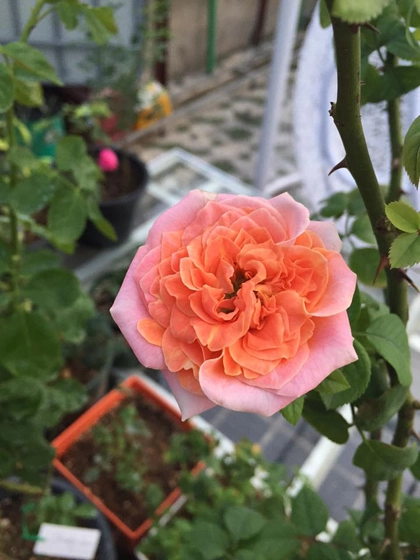 Vườn hoa hồng và phong lan đủ sắc màu - 6