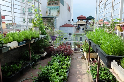 Vườn rau quả bốn mùa trên sân thượng nhà phố - 1