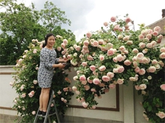 Vườn hoa hồng và phong lan đủ sắc màu - 14