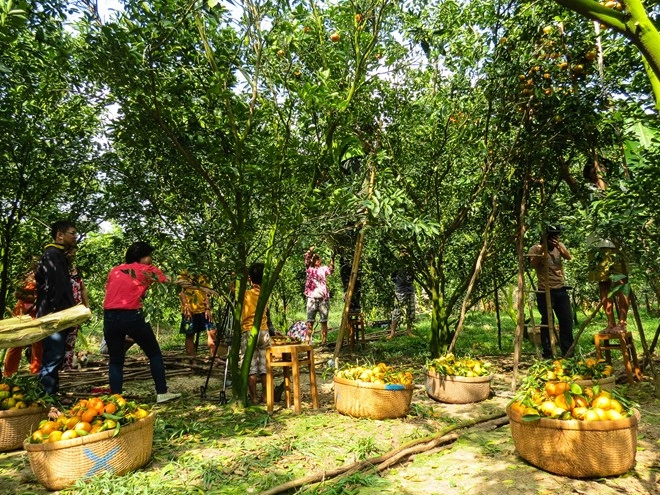 Vương quốc quýt hồng lai vung khiến giới trẻ hào hứng trảy quả - 11