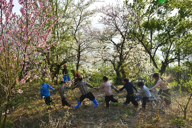 Xuân trên cao nguyên y tý - 2