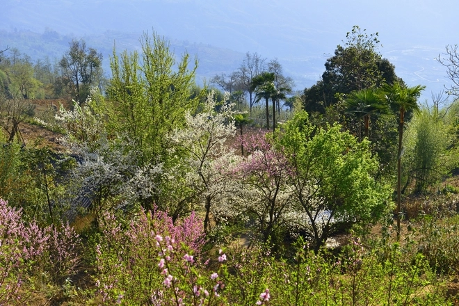 Xuân trên cao nguyên y tý - 8