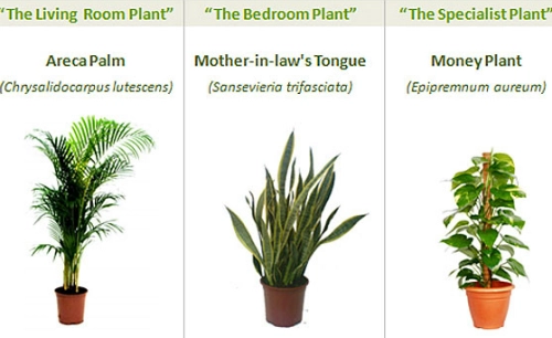 3 loại cây trồng giúp thanh lọc không khí trong nhà - 1