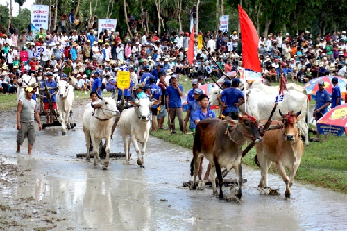 30000 du khách về an giang xem lễ hội đua bò - 1