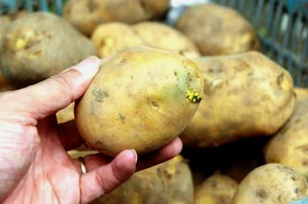 Ăn khoai tây mọc mầm dễ bị ngộ độc - 1