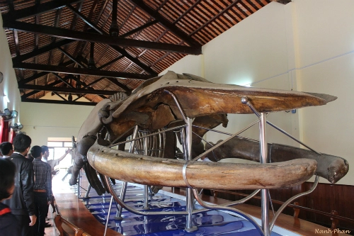 Bảo tàng xương cá voi lớn nhất đông nam á ở việt nam - 2